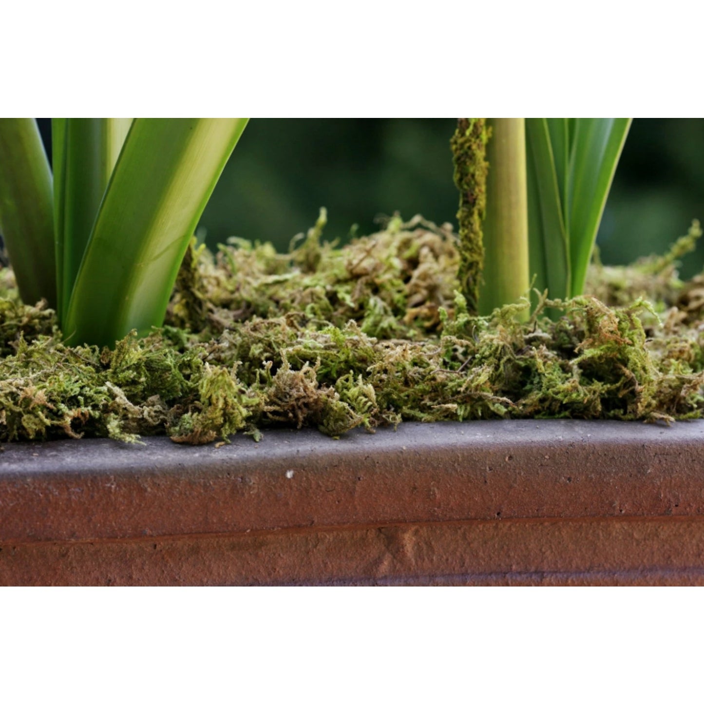 SuperMoss (23825) Mountain Moss Dried Natural 5lb Small Bale