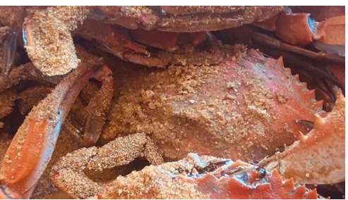 5 Pounds of #2 J.O. Crab Seasoning (6 pack - 30 pounds)